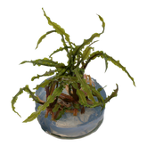 125 TC 緞帶椒草Cryptocoryne crispatula